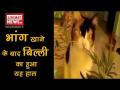 भांग खाने के बाद देखने लायक था बिल्ली का नशा - Hindi News | | Latest weird Videos at Lokmatnews.in