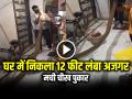 VIDEO: घर में निकला 12 फीट लंबा अजगर, मची चीख पुकार, देखें वीडियो - Hindi News | Watch 12 feet long python found in a house, incident from Chandpur area of Bulandshahr see video | Latest weird News at Lokmatnews.in