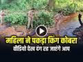 VIDEO: महिला ने पकड़ा 15 फीट लंबा किंग कोबरा, वीडियो देख दंग रह जाएंगे आप... - Hindi News | 15 Feet King Cobra Rescue by Female Forest Officer Video Viral on Social Media | Latest weird News at Lokmatnews.in