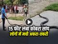 VIDEO: नाली से निकला 15 फीट लंबा कोबरा सांप, लोगों में मची अफरा-तफरी, देखें वीडियो - Hindi News | 15 feet long cobra snake came out of the drain in Rishikesh With Video | Latest weird News at Lokmatnews.in