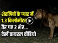 VIDEO: शेरनियों के प्यार में 1.3 किलोमीटर तैर गए 2 शेर, देखें वायरल वीडियो - Hindi News | | Latest weird News at Lokmatnews.in