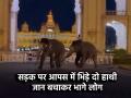 VIRAL VIDEO: मैसूर पैलेस ग्राउंड में दो हाथियों का उत्पात, लोगों के बीच मची अफरा-तफरी - Hindi News | Karnataka 2 Dasara Elephants Clash During Dinner Run Out of Palace Grounds in Mysuru Video Viral | Latest weird News at Lokmatnews.in