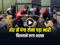 VIDEO: शेर से पंगा लेना पड़ा भारी, काट लिया भाई काट लिया, चिल्लाने लगा शख्स... - Hindi News | 2 Person Enters In Lion Cage For Making Fun Lion bites video goes viral | Latest weird News at Lokmatnews.in