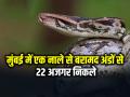 नाले से बरामद अंडों से 22 अजगर निकले, रॉक पाइथन प्रजाति, मुंबई की घटना... - Hindi News | 22 pythons hatched from eggs recovered from the drain, rock python species | Latest india News at Lokmatnews.in