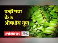 कढ़ी पत्ता से होगा आपको इन बिमारियों में लाभ - Hindi News | Curry leaves will benefit you in these diseases | Latest health Videos at Lokmatnews.in