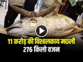 Viral News: 11 करोड़ की विशालकाय मछली, 276 किलो वजन, पढ़ें वायरल खबर... - Hindi News | 276 kg Giant Tuna Fish Auction rupees 11 crore in japan broke record | Latest weird News at Lokmatnews.in