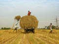 ब्लॉग: कृषि क्षेत्र के कायापलट की दिशा में कदम - Hindi News | Blog: Steps towards transformation of agriculture sector | Latest india News at Lokmatnews.in