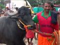 बेंगलुरु: दो दिन चलेगा “कंबाला“, 150 जोड़ी भैंसें ले रहे हैं भाग - Hindi News | Garden City Bengaluru is hosting Kambala buffalo game for the first time in history | Latest india News at Lokmatnews.in