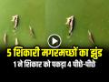 VIDEO: 5 शिकारी मगरमच्छों का झुंड, 1 ने शिकार को पकड़ा 4 पीछे-पीछे, देखें वीडियो - Hindi News | 5 Crocodiles in Vishwamitri River Caught a Animal in mouth see video | Latest weird News at Lokmatnews.in