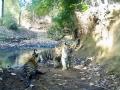 58th Tiger Reserve: मध्य प्रदेश का माधव बाघ अभयारण्य?, पीएम मोदी बोले-‘‘वन्यजीव प्रेमियों के लिए अद्भुत खबर’’ - Hindi News | 58th Tiger Reserve Madhav Tiger Reserve Madhya Pradesh PM Modi said- “Wonderful news for wildlife lovers” | Latest india News at Lokmatnews.in