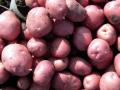Jammu-Kashmir: कश्‍मीर के लाल आलू पर अस्तित्‍व का संकट - Hindi News | Jammu-Kashmir Existential crisis on red potatoes of Kashmir | Latest india News at Lokmatnews.in