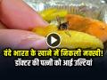 VIDEO: वंदे भारत ट्रेन के खाने में निकली मक्खी!, डॉक्टर की पत्नी को आई उल्टियां - Hindi News | Agra Vande Bharat food fly in breakfast doctor wife vomiting incident | Latest weird News at Lokmatnews.in
