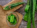 Aloe Vera Benefits: डायबिटिज को जड़ से उखाड़ सकती है घृतकुमारी, जानिए एलोवेरा के आयुर्वेदिक लाभ - Hindi News | Aloe Vera Benefits: Aloe Vera can uproot diabetes, know the Ayurvedic benefits of Aloe Vera | Latest health News at Lokmatnews.in