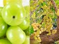 रोजाना आंवला खाने के 5 जबरदस्त फायदे, उपयोग और औषधीय गुण - Hindi News | amla juice ke fayde benefits of amla in hindi amla juice and powder benefits | Latest health Photos at Lokmatnews.in