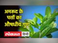Health Tips । सुबह खाली पेट अमरूद के पत्ते खाने के फायदे, Diabetes की समस्या से मिलेगा छुटकारा - Hindi News | | Latest health Videos at Lokmatnews.in