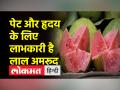 इलाहाबादी लाल अमरूद के सेवन से रोग प्रतिरोधक क्षमता बढ़ती है, सर्दियों में जरूर खाएं - Hindi News | Consumption of Allahabadi red guava increases immunity, must eat in winter | Latest health Videos at Lokmatnews.in