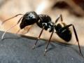 हम जिन्हें मानते हैं असभ्य या सभ्य, हकीकत कहीं उलट तो नहीं! - Hindi News | Research revealed ants know how perform operations and treatments Those whom consider uncivilized or civilized reality opposite blog Hemdhar Sharma | Latest health News at Lokmatnews.in