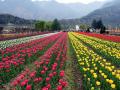 श्रीनगरः एशिया का सबसे बड़ा ट्यूलिप गार्डन 16 मार्च को पर्यटकों के लिए खुलेगा, 70-75 तरह के 1.8 मिलियन ट्यूलिप के पौधे - Hindi News | jammu kashmir Srinagar Asia's largest tulip garden will open tourists on March 16 see 1-8 million tulip plants 70-75 varieties | Latest business News at Lokmatnews.in