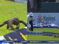 SL Vs AFG: मैदान में पहुंचा बिन बुलाया मेहमान, 'घुसपैठिये' के कारण बीच में रुका मैच.., यहां देखें वीडियो - Hindi News | video SL Vs AFG Monitor lizard reached the field match stopped midway | Latest weird News at Lokmatnews.in