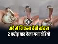 VIDEO: अंडे से निकला बेबी कोबरा, 2 करोड़ बार देखा गया वीडियो... - Hindi News | Baby Cobra Birth from Egg Video Goes Viral on Social Media | Latest weird News at Lokmatnews.in