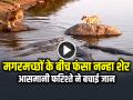 VIRAL: मगरमच्छों के बीच फंसा नन्हा शेर, आसमानी फरिश्ते ने बचाई जान, देखें वायरल वीडियो - Hindi News | Baby Lion Trapped among Crocodiles, Eagle Saved his Life Watch Viral Video | Latest weird News at Lokmatnews.in