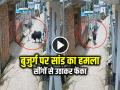 Bull Attack Video: बुजुर्ग पर सांड का हमला, सींगों से उठाकर फेंका, देखें वीडियो - Hindi News | Baghpat Bull Attack an Old Man lifts him with its horns and throws him away video viral | Latest weird News at Lokmatnews.in