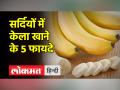 क्या सर्दी में भी खाना चाहिए केला, जानिए क्या कहते हैं जानकार - Hindi News | Should banana be eaten even in winter, know what experts say | Latest health Videos at Lokmatnews.in