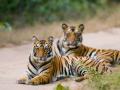 मध्य प्रदेश के बांधवगढ़ टाइगर रिजर्व में बाघ की हुई संदिग्ध मौत - Hindi News | Suspected tiger death in Madhya Pradesh's Bandhavgarh Tiger Reserve, 15 tigers have died in the last one year | Latest india News at Lokmatnews.in
