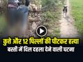 VIDEO: बस्ती में दिल दहला देने वाली घटना, कुत्ते और 12 पिल्लों की पीट-पीटकर हत्या, आरोपी गिरफ्तार - Hindi News | Basti-Shocking-incident-Dog-and-12-Puppies-Beaten-to-Death-Accused-arrested | Latest weird News at Lokmatnews.in