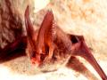 New COVID-like virus found in bats could infect humans, resist vaccines: Study - Hindi News | New COVID-like virus found in bats could infect humans, resist vaccines: Study | Latest international Photos at Lokmattimes.com