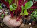 देसी वियाग्रा का काम करता है चुकंदर, डायबिटीज पर भी रखता है नियंत्रण - Hindi News | Benefits of Beetroots | Latest health News at Lokmatnews.in