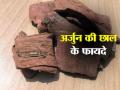 Benefits Of Arjun Chhal : ब्लड प्रेशर कंट्रोल करता है, हाजमे को ठीक रखता है, शुगर कम करने में रामबाण है अर्जुन की छाल, जानिए इसके आयुर्वेदिक लाभ - Hindi News | Benefits Of Arjun Chhal: Controls blood pressure, keeps digestion fine, Arjun bark is a panacea in reducing sugar, know its Ayurvedic benefits | Latest health News at Lokmatnews.in