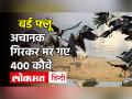 Bird Flu: अचानक गिरकर मर जा रहे कौवे, Kerala में आपदा घोषित, Himachal|Rajasthan|MP में अलर्ट - Hindi News | Bird Flu: Crows suddenly dying and falling disaster declared in Kerala Himachal | Rajasthan | Alert in MP | Latest india Videos at Lokmatnews.in
