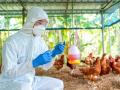 Ranchi Avian flu outbreak: 4300 अंडे नष्ट, 770 बत्तखों समेत 920 पक्षियों को मारा, रांची पोल्ट्री फॉर्म में बर्ड फ्लू का मामला - Hindi News | Ranchi Avian flu outbreak 4300 eggs destroyed 920 birds including 770 ducks killed case bird flu poultry farm Jharkhand | Latest health News at Lokmatnews.in