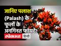 Palash पौधे के फायदे: मोतियाबिंद, गठिया जैसी बीमारियों में सहायक है पलाश का पौधा, ऐसे करें इस्तेमाल! - Hindi News | Health Benefits of Palash Tree | Latest health Videos at Lokmatnews.in