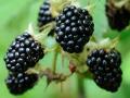 खाएं ये 5 काली चीजें, बीमारियों से रहेंगे दूर, शरीर रहेगा स्वस्थ - Hindi News | health benefits of black food eat blackberry fruit black grapes for amazing health benefits | Latest health Photos at Lokmatnews.in