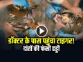 VIDEO: डॉक्टर के पास पहुंचा टाइगर!, दांतों में फंसी हड्डी से था परेशान, देखें वायरल वीडियो - Hindi News | Bone Stuck in Tiger Teeth Video Viral Tiger Ke Daant Me Fasi Haddi | Latest weird News at Lokmatnews.in