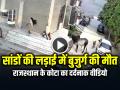 VIDEO: सांडों की लड़ाई में बुजुर्ग की मौत, वीडियो सोशल मीडिया पर वायरल - Hindi News | Bull Attack Elderly Man Dies Video Goes Viral | Latest weird News at Lokmatnews.in