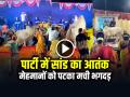 VIDEO: पार्टी में सांड का आतंक, मेहमानों को पटका मची भगदड़, देखें वायरल वीडियो - Hindi News | Bull Attacked Guests at Party causing a stampede video goes viral | Latest weird News at Lokmatnews.in