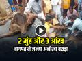 VIDEO: 2 मुंह और 3 आंख, बागपत में जन्मा अनोखा बछड़ा, देखें वायरल वीडियो - Hindi News | Calf with 2 Mouths and 3 Eyes Was Born in Baghpat Crowd Gathered to see it video goes viral | Latest weird News at Lokmatnews.in