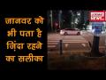 जब एक बिल्ली ट्रैफिक नियम फॉलो कर सकती है, तो आप क्यों नहीं? - Hindi News | Viral video clever cat using zebra crossing on busy road | Latest weird Videos at Lokmatnews.in