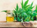 CBD Oil पर क्यों हो रहा इतना बवाल, क्या इसे खरीदना अपराध है ?, क्या हैं इसके फायदे-नुकसान, जानिए सब कुछ - Hindi News | What is CBD Oil, Is Cannabidiol Legal in India, Health benefits and side effects in Hindi | Latest health News at Lokmatnews.in