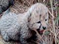 Cheetah In Kuno: कूनो नेशनल पार्क में मादा चीता आशा ने 3 शावकों को दिया जन्म - Hindi News | | Latest india News at Lokmatnews.in