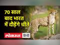 भारत में चीतों की वापसी | Cheetahs Back To India | PM Modi | Kuno National Park - Hindi News | Cheetahs return to India | Cheetahs Back To India | PM Modi | Kuno National Park | Latest india Videos at Lokmatnews.in