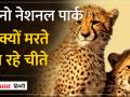 Madhya Pradesh:Kuno National Park में एक और चीते की मौत, चीतों की लगातार मौत से चिंता में वाईल्ड लाइफ एक्सपर्ट - Hindi News | | Latest india Videos at Lokmatnews.in