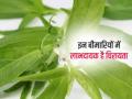 Benefits Of Chirata: करिये आयुर्वेदिक गुणों से भरपूर चिरायता का सेवन, कई बीमारियां रहेंगी सदा के लिए दूर, जानिए इसके फायदे - Hindi News | Benefits Of Chirata: Consume Chirata full of Ayurvedic properties, many diseases will remain away forever, know its benefits | Latest health News at Lokmatnews.in
