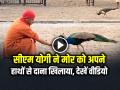 VIDEO: सीएम योगी ने मोर को अपने हाथों से दाना खिलाया, देखें वीडियो - Hindi News | CM Yogi feed Peacock During Gauseva At Gorakhnath Temple Video Goes Viral | Latest weird News at Lokmatnews.in