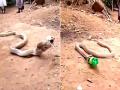 खाना समझ कर कोबरा निगल गया प्लास्टिक की बोतल, तड़पते हुए ऐसे निकाला फिर बाहर, देखें वायरल वीडियो - Hindi News | | Latest weird News at Lokmatnews.in