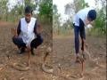 खतरनाक: King Cobra से खेलना लड़के को पड़ा भारी, पहुंचा सीधे अस्पताल, देखिए दिल दलहा देने वाला Viral Video - Hindi News | Dangerous: Boy got heavy to play with King Cobra, went straight to the hospital, watch heart-wrenching Viral Video | Latest weird News at Lokmatnews.in
