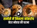 VIDEO: समोसे में निकला मरा हुआ कॉकरोच, नोएडा की घटना, देखें वायरल वीडियो - Hindi News | Cockroach in Samosa Greater Noida Dead Cockroach Found in Samosa Video Goes Viral | Latest weird News at Lokmatnews.in